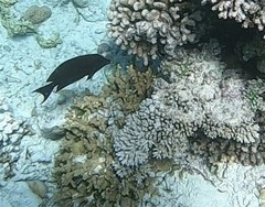 Ctenochaetus striatus