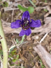 Delphinium