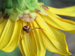 Misumenops maculissparsus