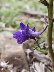 Delphinium