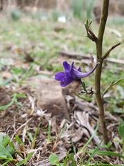 Delphinium