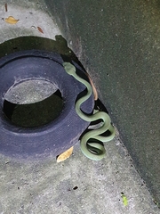 Trimeresurus macrops