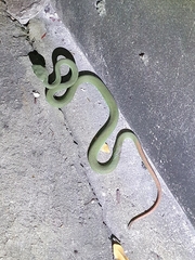 Trimeresurus macrops