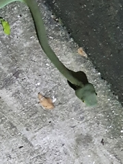 Trimeresurus macrops