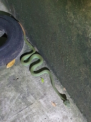 Trimeresurus macrops