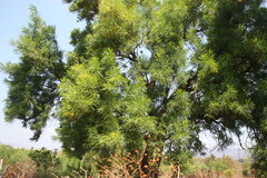 Astianthus viminalis