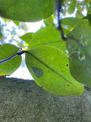 Leiostracus perlucidus