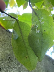 Leiostracus perlucidus