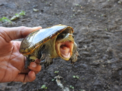 Claudius angustatus