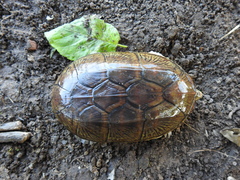 Claudius angustatus