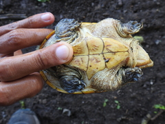 Claudius angustatus