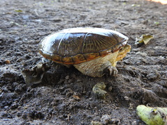 Claudius angustatus
