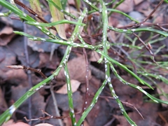 Chionaspis salicis
