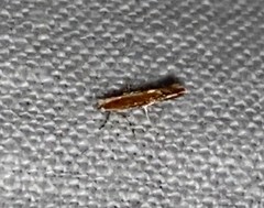 Cameraria quercivorella