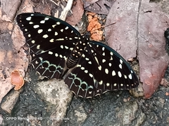 Lexias dirtea