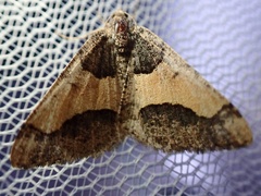 Frederickia hypaethrata