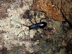 Protagonista pertristis