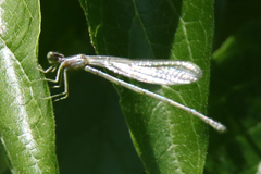 Argia funebris