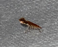 Cameraria quercivorella