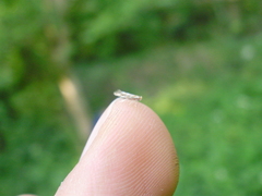 Cameraria ohridella