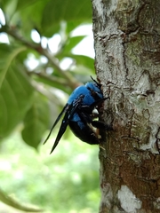 Xylocopa caerulea
