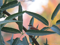 Certhiaxis cinnamomeus