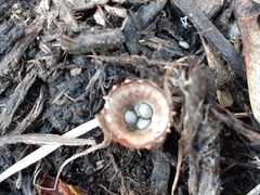 Cyathus striatus