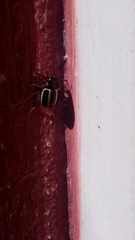Desmogramma