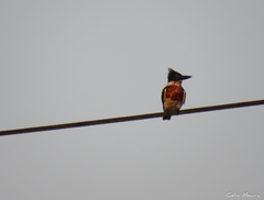 Chloroceryle amazona