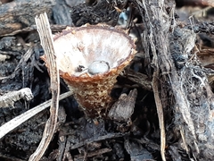 Cyathus striatus