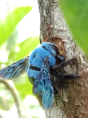Xylocopa caerulea