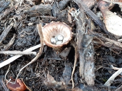 Cyathus striatus