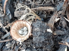 Cyathus striatus