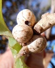 Allokermes galliformis