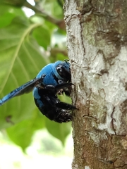 Xylocopa caerulea