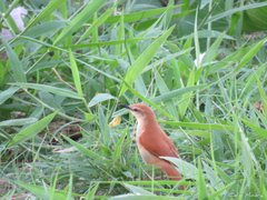 Certhiaxis cinnamomeus