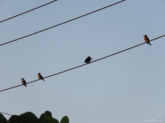 Chloroceryle amazona