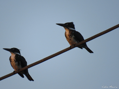 Chloroceryle amazona