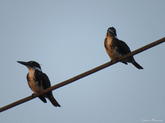 Chloroceryle amazona