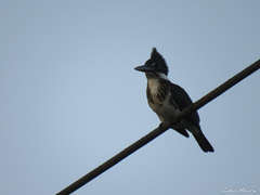 Chloroceryle amazona