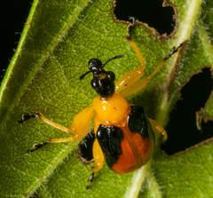 Paratomapoderus balteus