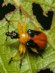 Paratomapoderus balteus