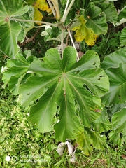 Cecropia pachystachya