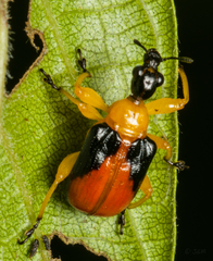 Paratomapoderus balteus