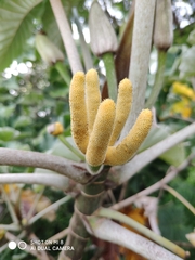Cecropia pachystachya