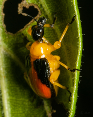 Paratomapoderus balteus