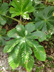 Cecropia pachystachya