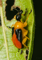 Paratomapoderus balteus