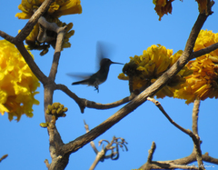 Chionomesa fimbriata