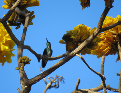 Chionomesa fimbriata